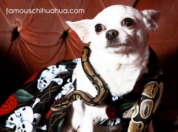 chihuahua and python