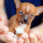 chihuahua in hands