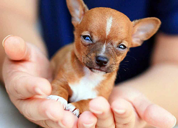chihuahua in hands