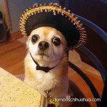 tj cinco chihuahua1