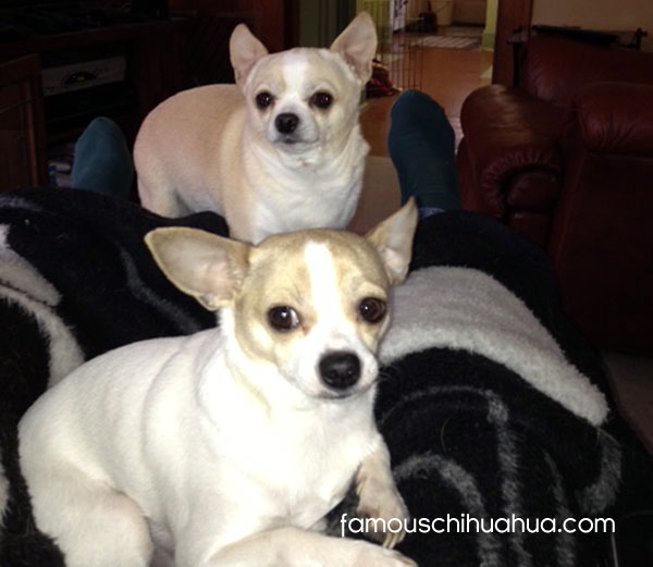 two chihuahuas on the couch