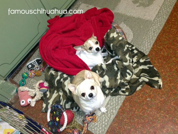 two chihuahuas in a blanket