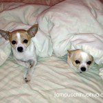 yoda paco chihuahuas3