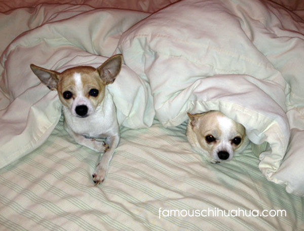 two short haired chihuahuas