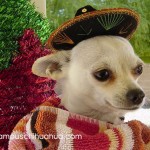 chihuahua in sombrero