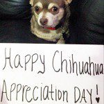 happy chihuahua appreciation day!