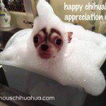 happy chihuahua appreciation day!