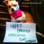 happy chihuahua appreciation day!