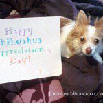 happy chihuahua appreciation day!