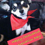 happy chihuahua appreciation day!