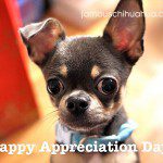 happy chihuahua appreciation day!