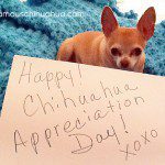 happy chihuahua appreciation day!