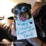 happy chihuahua appreciation day!