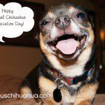 happy chihuahua appreciation day!