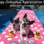 happy chihuahua appreciation day!