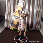 chihuahua with beer