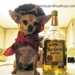 chihuahua tequila bottle