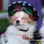 chihuahua wearing sunglasses