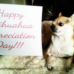 happy chihuahua appreciation day!