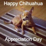 happy chihuahua appreciation day!