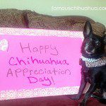 happy chihuahua appreciation day!