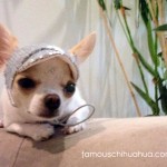 cute chihuahua in silver hat