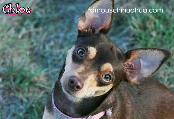 short haired chocolate color chihuahua