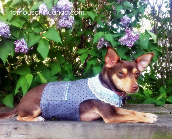 chihuahua modeling clothes