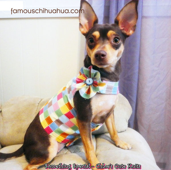 chihuahua in cute outfit