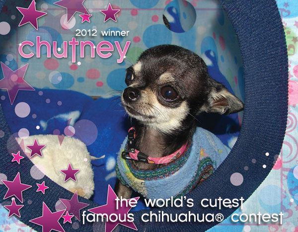 the world's cutest famous chihuahua contest