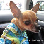 cooper famous chihuahua