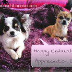 happy chihuahua appreciation day!