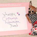 happy chihuahua appreciation day!