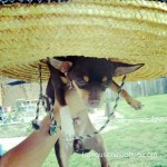 chihuahua in big sombrero