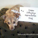 happy chihuahua appreciation day!