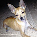 gucci rescue chihuahua