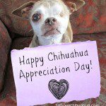 happy chihuahua appreciation day!