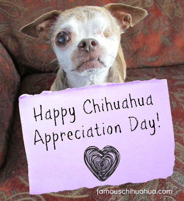 harley the hero dog with his happy chihuahua appreciation day sign
