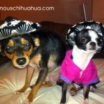 cute chihuahuas in sombreros
