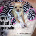 happy chihuahua appreciation day!