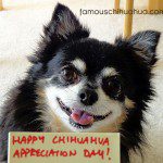 happy chihuahua appreciation day!