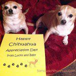 happy chihuahua appreciation day!