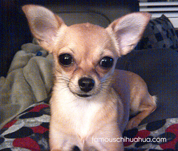 short haired tan chihuahua puppy