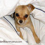 lucy2 famous chihuahua