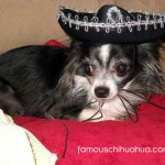 chihuahua in sombrero