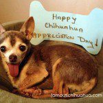 happy chihuahua appreciation day!