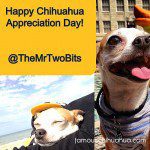 happy chihuahua appreciation day!