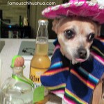 chihuahua drinking alcohol