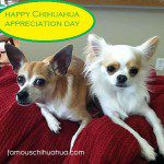 happy chihuahua appreciation day!