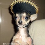 tiny chihuahua in sombrero